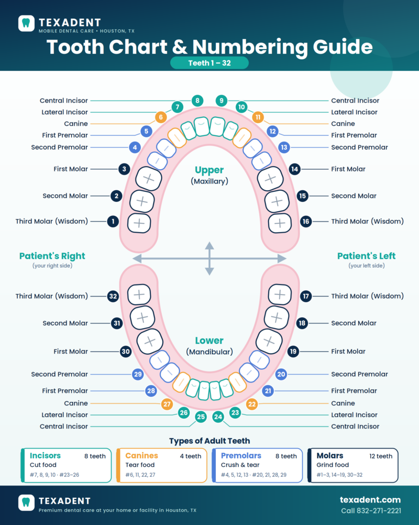 Tooth Chart & Numbering Guide (1–32) | Texadent Houston, Texas