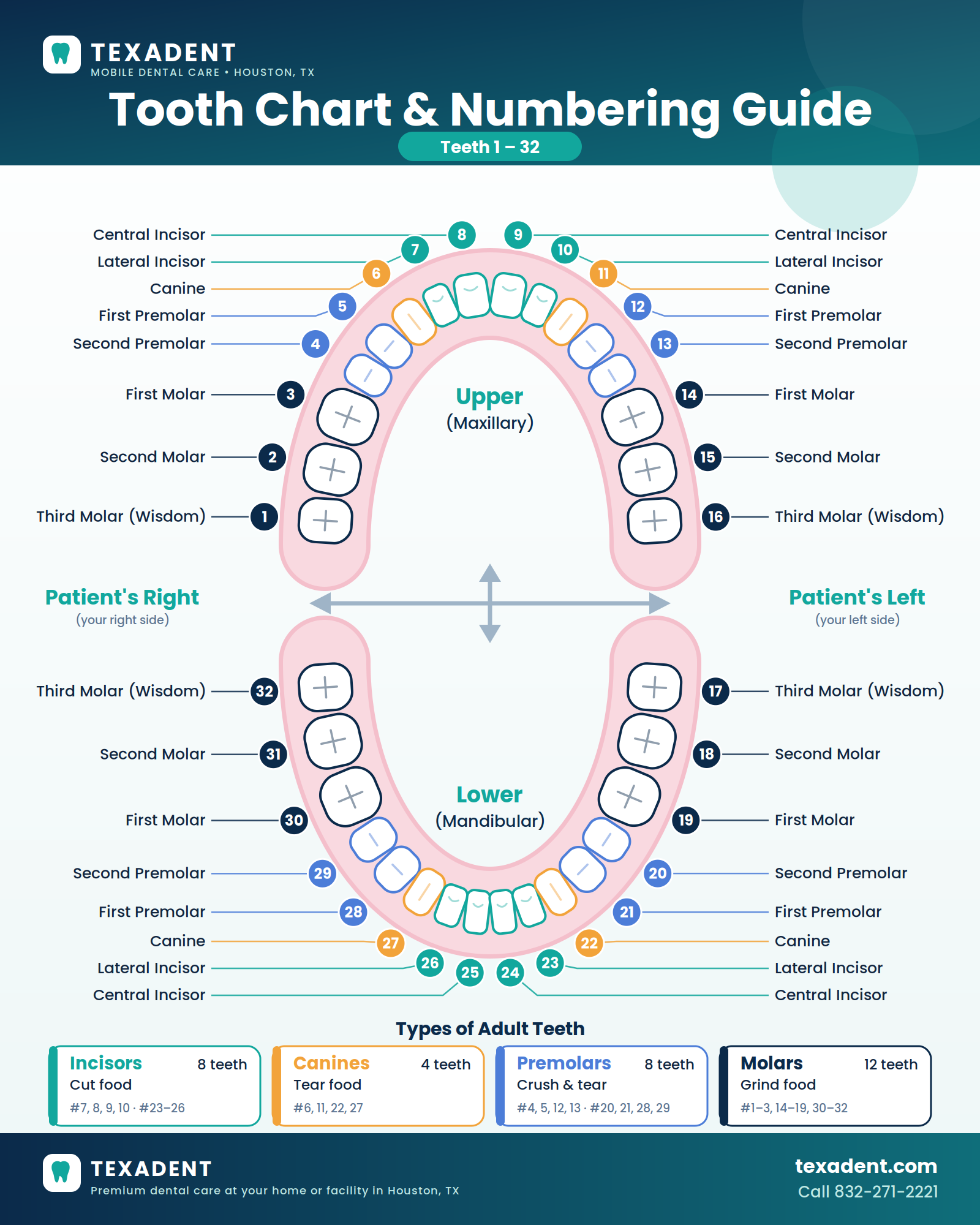 Tooth Chart & Numbering Guide (1–32) | Texadent Houston, Texas